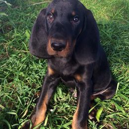 Black and Tan Coonhound Puppies from HawkWillow Hounds