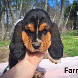 Farrah - Black brown and white female Basset Hound puppy in Mack's Creek, Missouri from Mack's Creek Basset Hounds