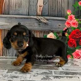 Black and Tan Smooth Male Orange Collar - Black and tan male Dachshund puppy in Cleveland, Tennessee from Kelly's Doxie Farm