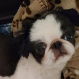 Brit - Japanese Chin