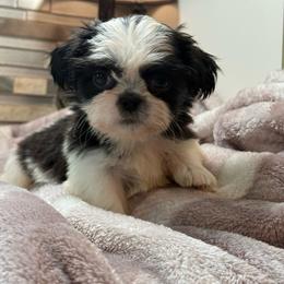 Pink diamond - Black and white female Shih Tzu puppy in Zephyrhills, Florida from Mary’s Shih Tzus