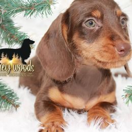 Dachshund Puppies from Piney Woods Miniature Dachshunds