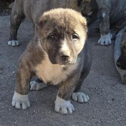 Boy 2 - Gray male Armenian Gampr puppy in Neenach, California from The Mustangs Ranch