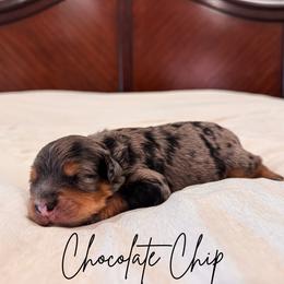 Chocolate chip - Merle male Goldendoodle puppy in Burleson, Texas from Kendall’s Kennel