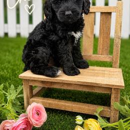 Cher - Black female Australian Labradoodle puppy in Denton, Texas from Liberty Hill Labradoodles
