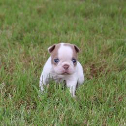 Guppy - Blue female Boston Terrier puppy in Gore, Oklahoma from Freedom Frenchies N Bostons