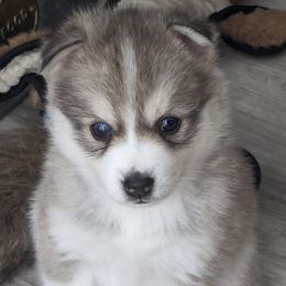 Companion Crosses from Minneapolis Fabulous Pomskies