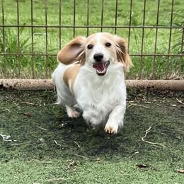 Elaine - Dachshund