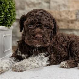 Cosmo - Brown male Lagotto Romagnolo puppy in West Jordan, Utah from Salt Lake Lagotto