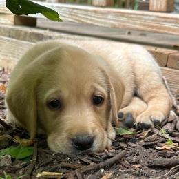 Topaz - Yellow male Labrador Retriever puppy in Rock Hill, South Carolina from North Star Retrievers