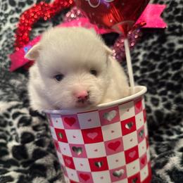 Will - White male Pomsky puppy in Oak Harbor, Washington from Island Pomskies