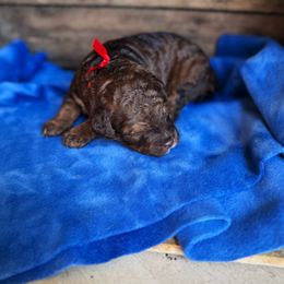 Bernedoodle and Poodle Puppies from Orange Blossom Poodles & Doodles