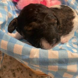 Bertha - Sable female Poodle puppy in Bee Branch, Arkansas from Scroggins Creek Doodles