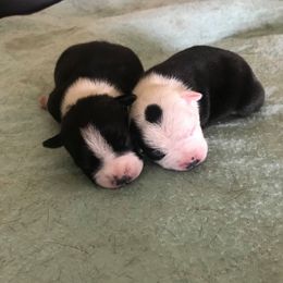 French Bulldog and Staffordshire Bull Terrier Puppies from Dyna Staffs