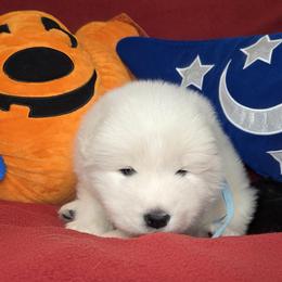 Boy 1 - male Samoyed puppy in Elko New Market, Minnesota from Double Helix Samoyeds