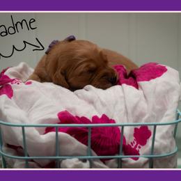 Padme - Dark golden female Golden Retriever puppy in Driggs, Idaho from SK Golden Retrievers
