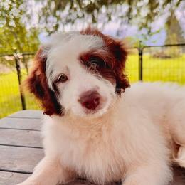 Romance (white) - Red tri-color male Aussiedoodle puppy in Watertown, Wisconsin from Little Bear Paws Aussiedoodles