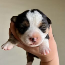 Pembroke Welsh Corgi and Toy Australian Shepherd Puppies from Double Bar H Corgis & Aussies