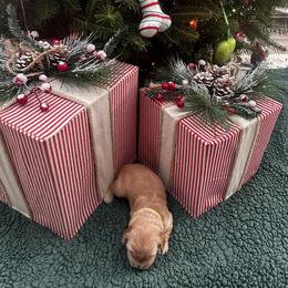 Girl 3 - Golden female Golden Retriever puppy in Hickory, North Carolina from Coyote Creek Farm and Kennel