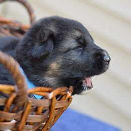 German Shepherd Puppies from Gems German Shepherd Dog Puppies
