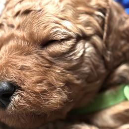 Goldendoodles from The Doods Spot