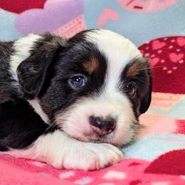 Pearl - Black tri female Toy Australian Shepherd puppy in Shepherd, Texas from GAMALA Farm & Kennels