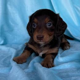 KitKat - Chocolate and tan female Dachshund puppy in Hawley, Texas from Foxy’s Dachshunds & Toy Aussies