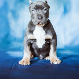 Argentina - Blue tri-color male American Bully puppy in Frederick, Maryland from EastSideMarky