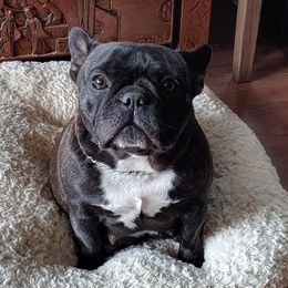French Bulldogs from NW COASTAL FRENCH BULLDOGS