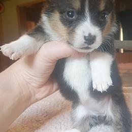 Lilly - Black and tan female Pembroke Welsh Corgi puppy in Checotah, Oklahoma from Skoal Creek Corgi's