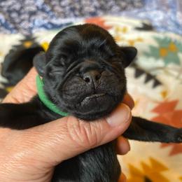 Green boy 2 - Black male Pug puppy in Onalaska, Washington from Cupid’s Pugs