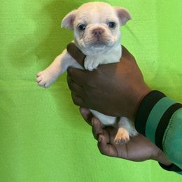 French Bulldog Puppies from IB Kennels