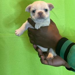 French Bulldog Puppies from IB Kennels