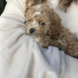 Assorted Doodle Crosses, Bernedoodle, Cavachon, Cavapoochon, Goldendoodle, and Spanish Water Dog Puppies from PitterPatterPuppiesNJ