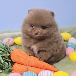 Sia - Lilac Pomeranian - Pomeranian