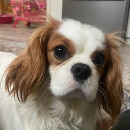 Cavalier King Charles Spaniels from Jerome's Cavalier King Charles Spaniels