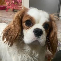 Cavalier King Charles Spaniels from Jerome's Cavalier King Charles Spaniels
