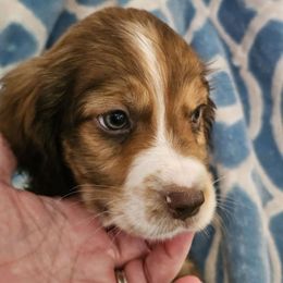 Green collar - Black white and tan male English Springer Spaniel puppy in Anderson, South Carolina from Hembree Creek Springers