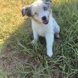 Honor - Blue merle male Miniature Australian Shepherd puppy in Floresville, Texas from The Blessed Barnyard