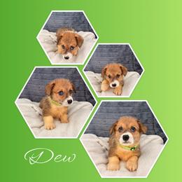 Dew - Red male Pembroke Welsh Corgi puppy in Kiowa, Colorado from Cool Water Corgis LLC