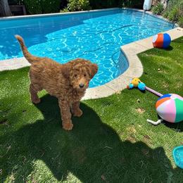 Strawberry - Apricot female Goldendoodle puppy in Gainesville, Florida from Pet Inn Xxweetdoodles