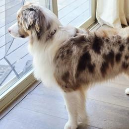 Aussiedoodle, Australian Shepherd, Miniature American Shepherd, Miniature Australian Shepherd, and Poodle All Grown Up from Foothill Aussies