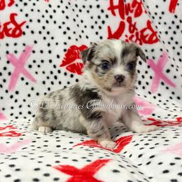 Petrie - Merle male Chihuahua puppy in Anderson, South Carolina from Lil Treasures Chihuahuas