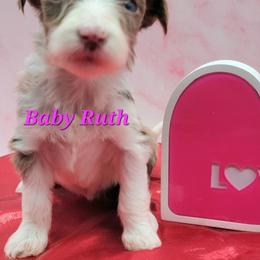 Baby Ruth - Brown merle female Aussiedoodle puppy in Boonville, North Carolina from Branch Creek kennels