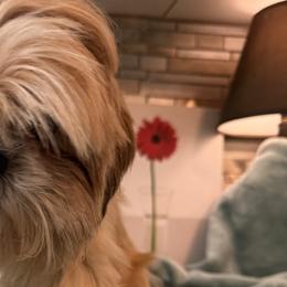 Shih Tzus from Tony's Shih Tzus