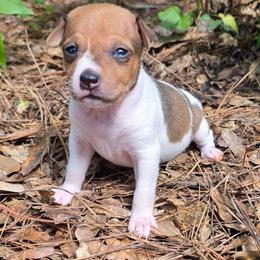 Michael - Red white and sable male Rat Terrier puppy in Ukiah, Texas from Poem's Haven Rat Terriers..AKA Mysthaven Rat Terriers