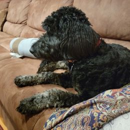 Sasha - Goldendoodle
