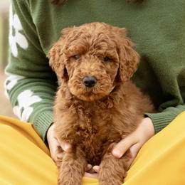 Chai - Red  male Poodle puppy in Grimsley, Tennessee from Above Standard Poodles