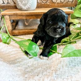 Peppermint Patty - Black female Havapoo puppy in Marquand, Missouri from Perfectly Playful Doodles
