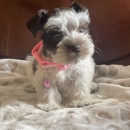 Miniature Schnauzer Puppies from Bar W Schnauzers